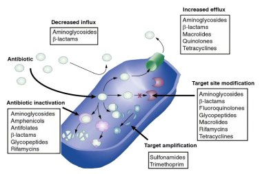 antibioticmechanisms